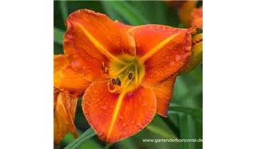 Gartenbaumschule Becker