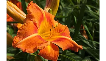 Gartenbaumschule Becker