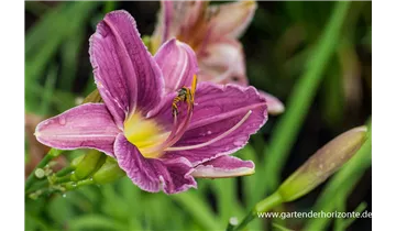 Gartenbaumschule Becker