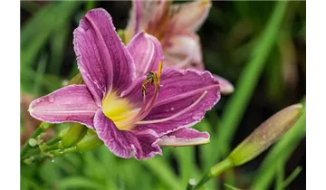 Gartenbaumschule Becker