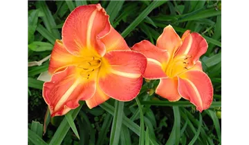 Gartenbaumschule Becker