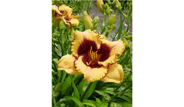 Gartenbaumschule Becker