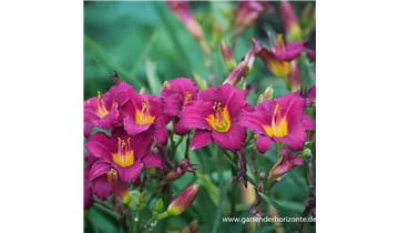 Gartenbaumschule Becker