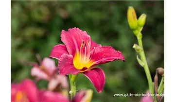 Gartenbaumschule Becker