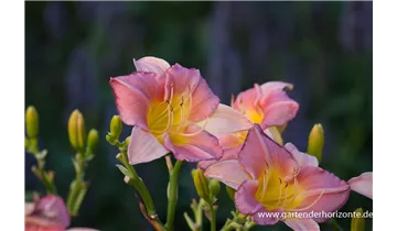 Gartenbaumschule Becker