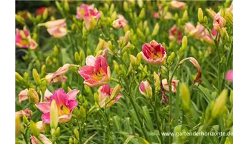 Gartenbaumschule Becker