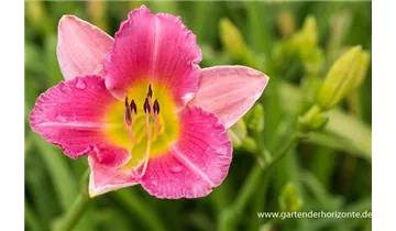 Gartenbaumschule Becker