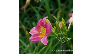Gartenbaumschule Becker