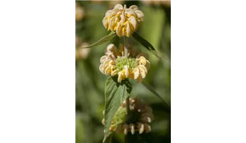 Gartenbaumschule Becker