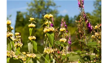 Gartenbaumschule Becker