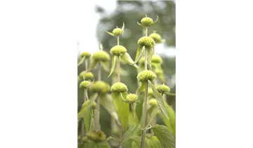 Gartenbaumschule Becker