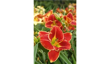 Gartenbaumschule Becker