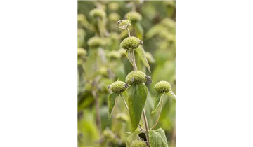 Gartenbaumschule Becker