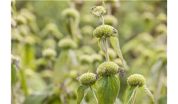 Gartenbaumschule Becker