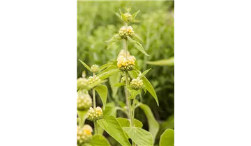Gartenbaumschule Becker