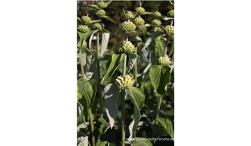 Gartenbaumschule Becker