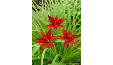 Gartenbaumschule Becker