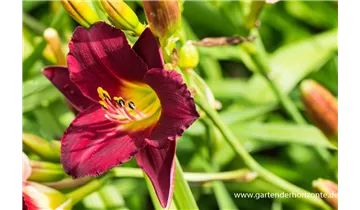 Gartenbaumschule Becker