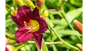 Gartenbaumschule Becker