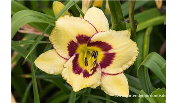 Gartenbaumschule Becker