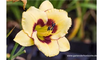 Gartenbaumschule Becker