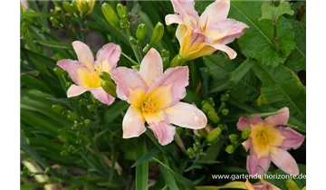 Gartenbaumschule Becker