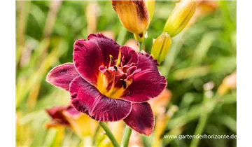 Gartenbaumschule Becker