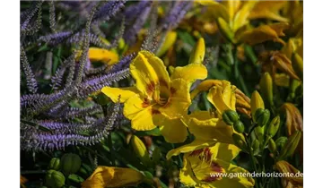 Gartenbaumschule Becker