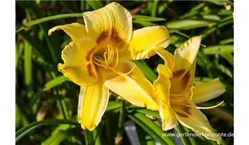 Gartenbaumschule Becker