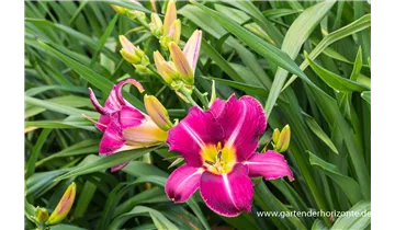 Gartenbaumschule Becker