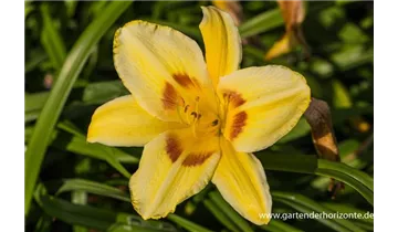 Gartenbaumschule Becker