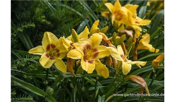 Gartenbaumschule Becker