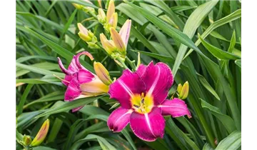 Gartenbaumschule Becker