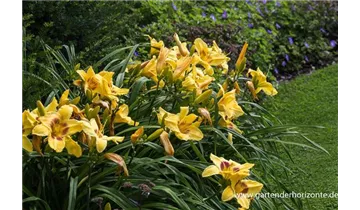 Gartenbaumschule Becker