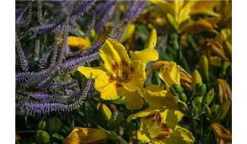 Gartenbaumschule Becker