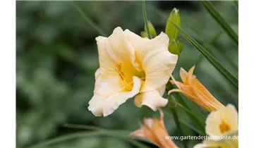 Gartenbaumschule Becker