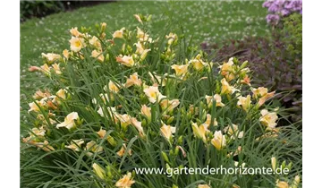 Gartenbaumschule Becker