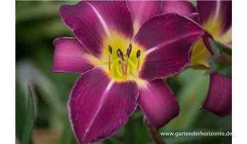 Gartenbaumschule Becker