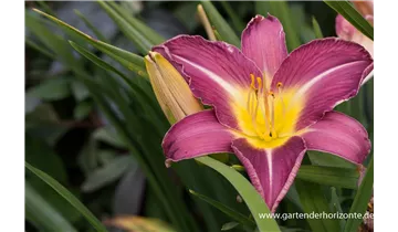 Gartenbaumschule Becker