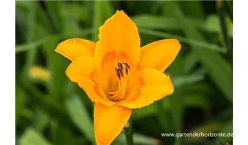 Gartenbaumschule Becker