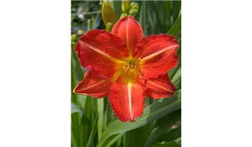 Gartenbaumschule Becker