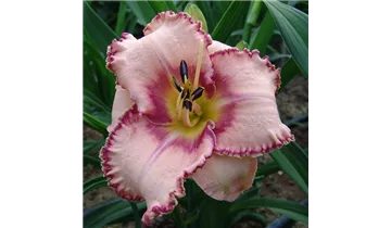 Gartenbaumschule Becker