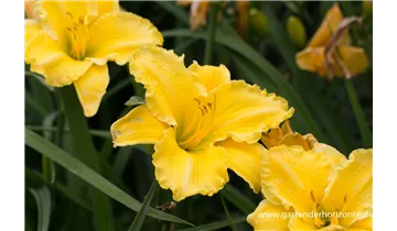 Gartenbaumschule Becker