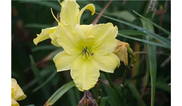 Gartenbaumschule Becker