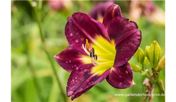 Gartenbaumschule Becker