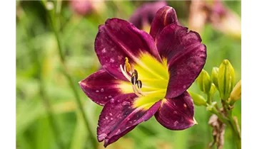 Gartenbaumschule Becker