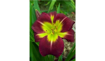 Gartenbaumschule Becker