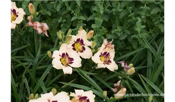 Gartenbaumschule Becker