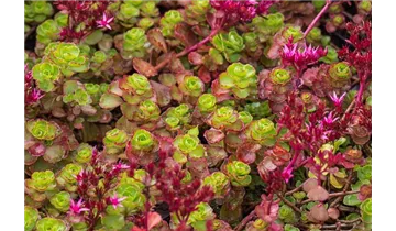 Gartenbaumschule Becker