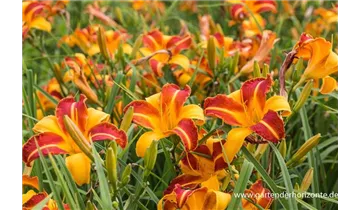 Gartenbaumschule Becker